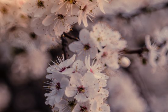 flowering-trees-g53df69966_1920